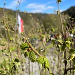 Hotel Flair-hotel Waldfrieden
